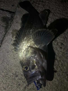 クロソイの釣果