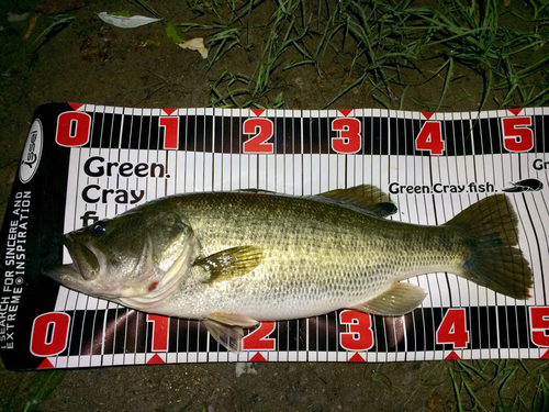 ブラックバスの釣果