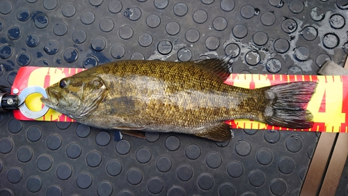 スモールマウスバスの釣果