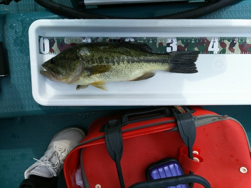 ブラックバスの釣果