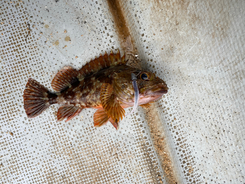 カサゴの釣果