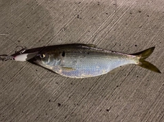 コノシロの釣果