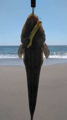 マゴチの釣果