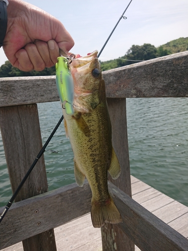 ブラックバスの釣果