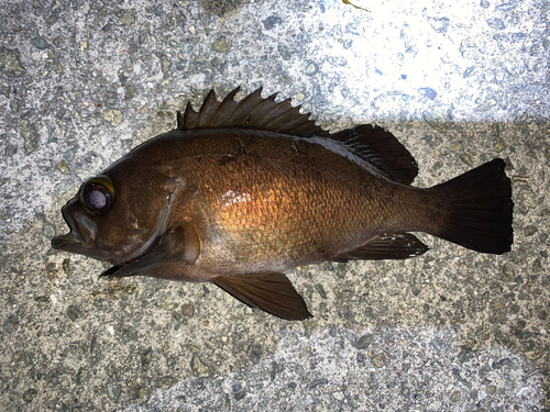 クロメバルの釣果