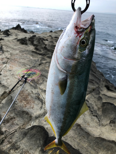 イナダの釣果