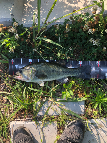 ブラックバスの釣果