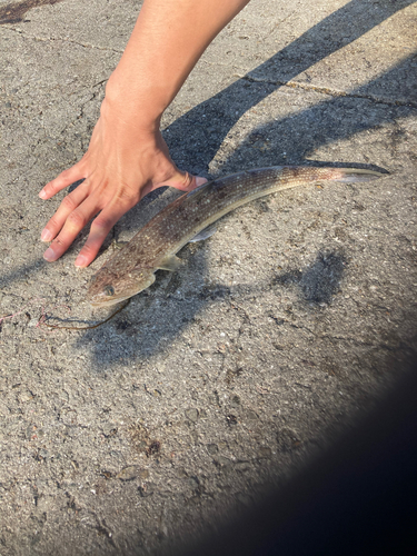 エソの釣果