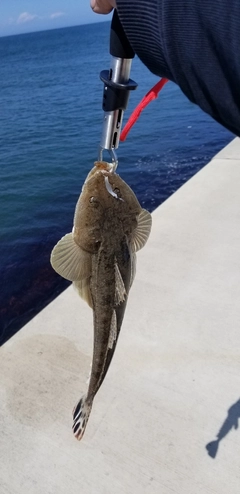 マゴチの釣果