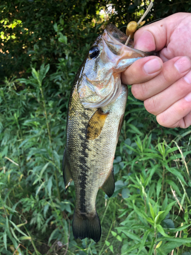 ブラックバスの釣果