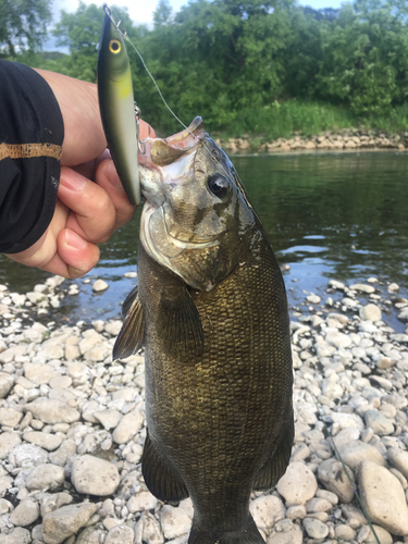 スモールマウスバスの釣果