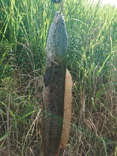 ライギョの釣果