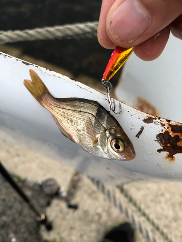 ウミタナゴの釣果