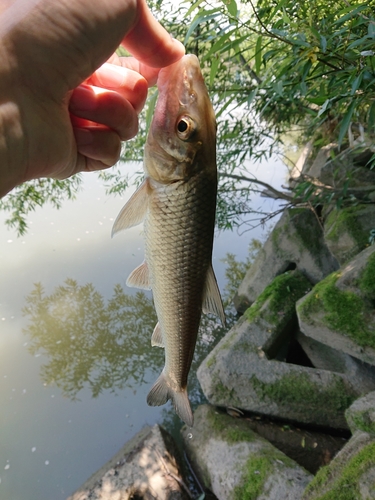 ニゴイの釣果