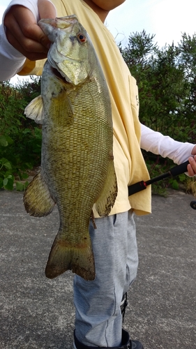 スモールマウスバスの釣果