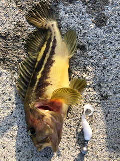 シマゾイの釣果