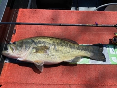 ブラックバスの釣果