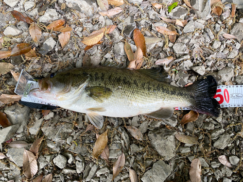 ブラックバスの釣果