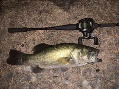 ブラックバスの釣果