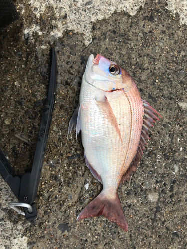 チダイの釣果