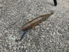 エソの釣果