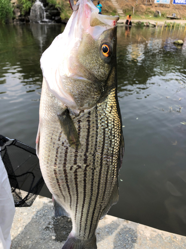 ストライプドバスの釣果