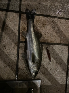 セイゴ（マルスズキ）の釣果
