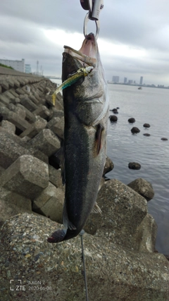 シーバスの釣果