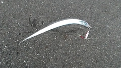 タチウオの釣果