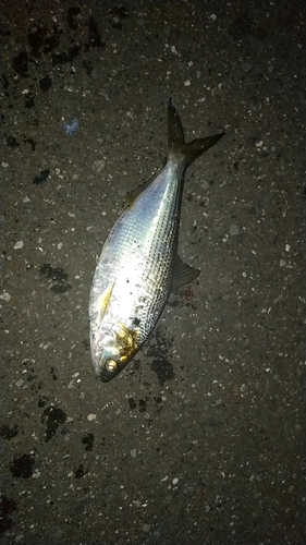 イシモチの釣果