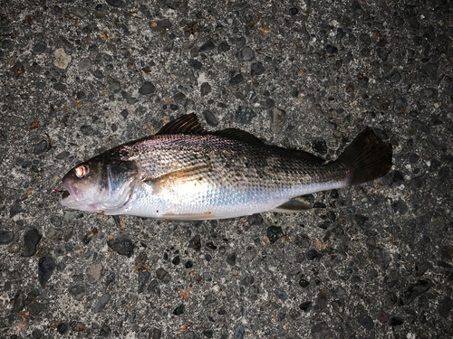 イシモチの釣果