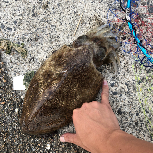 コウイカの釣果