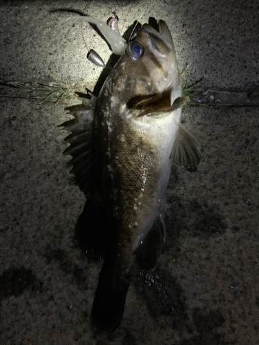 クロソイの釣果