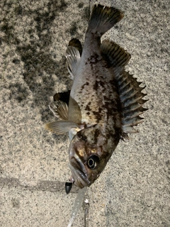 クロソイの釣果