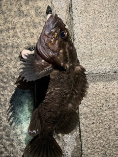 オウゴンムラソイの釣果