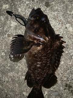 オウゴンムラソイの釣果