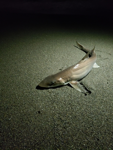 サメの釣果