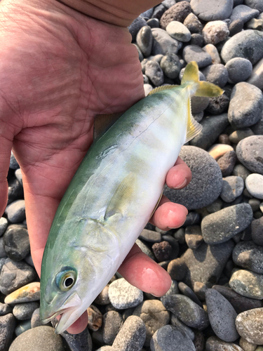 ワカシの釣果