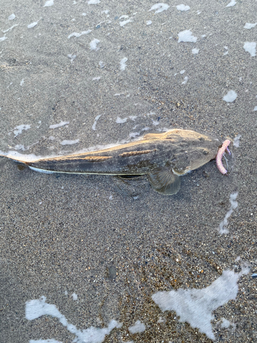 マゴチの釣果