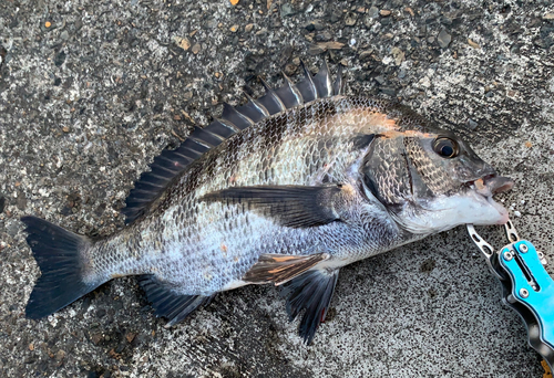 チヌの釣果