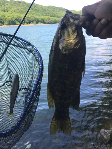 スモールマウスバスの釣果