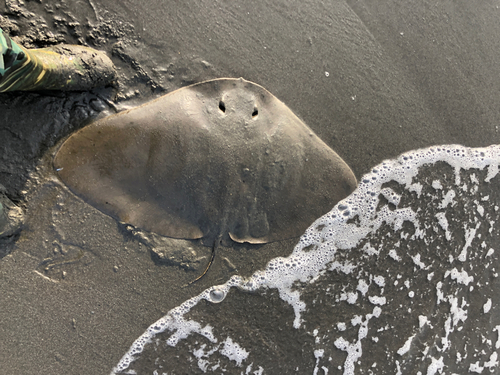 ツバクロエイの釣果