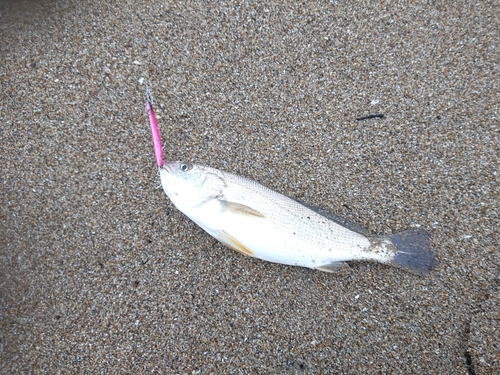 イシモチの釣果