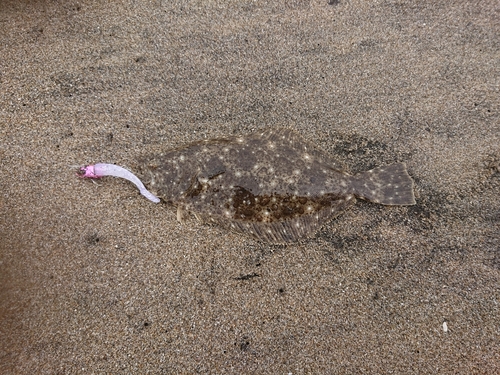 ソゲの釣果