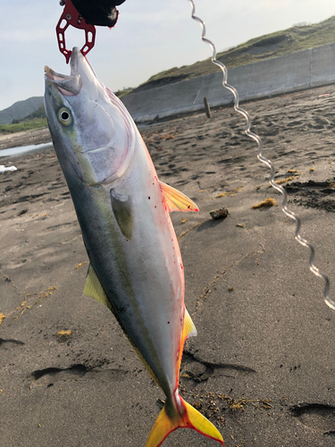 ブリの釣果