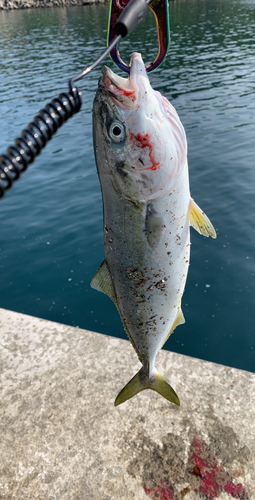 イナダの釣果