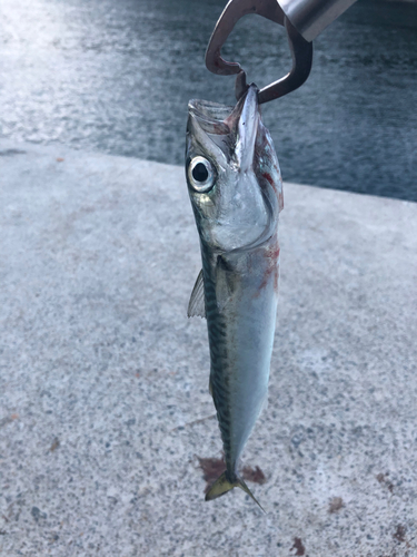 サバの釣果