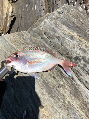 チダイの釣果