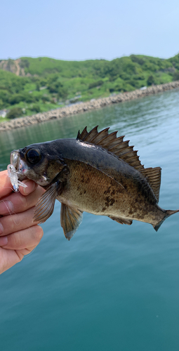 イナダの釣果