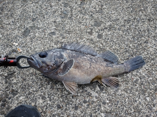 クロソイの釣果